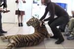 Тигрица хочет худеть