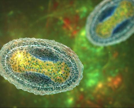 Пупырчатые высыпания на теле: чем опасен контагиозный моллюск и как его лечить Пупырчатые высыпания на теле: чем опасен контагиозный моллюск и как его лечить