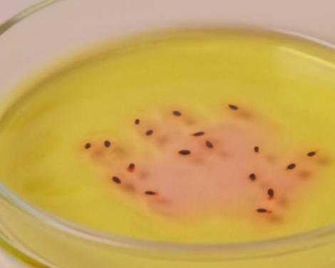 Заражения гранулоцитарным анаплазмозом в Московской области. Чем опасно это заболевание?