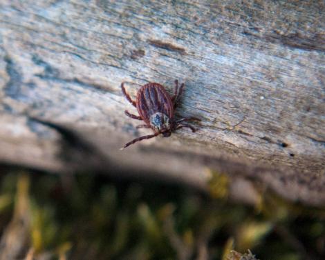 Страдающие бессонницей клещи могут вызвать инфекционный шок