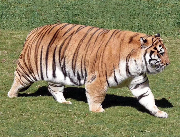 Тигрица хочет худеть